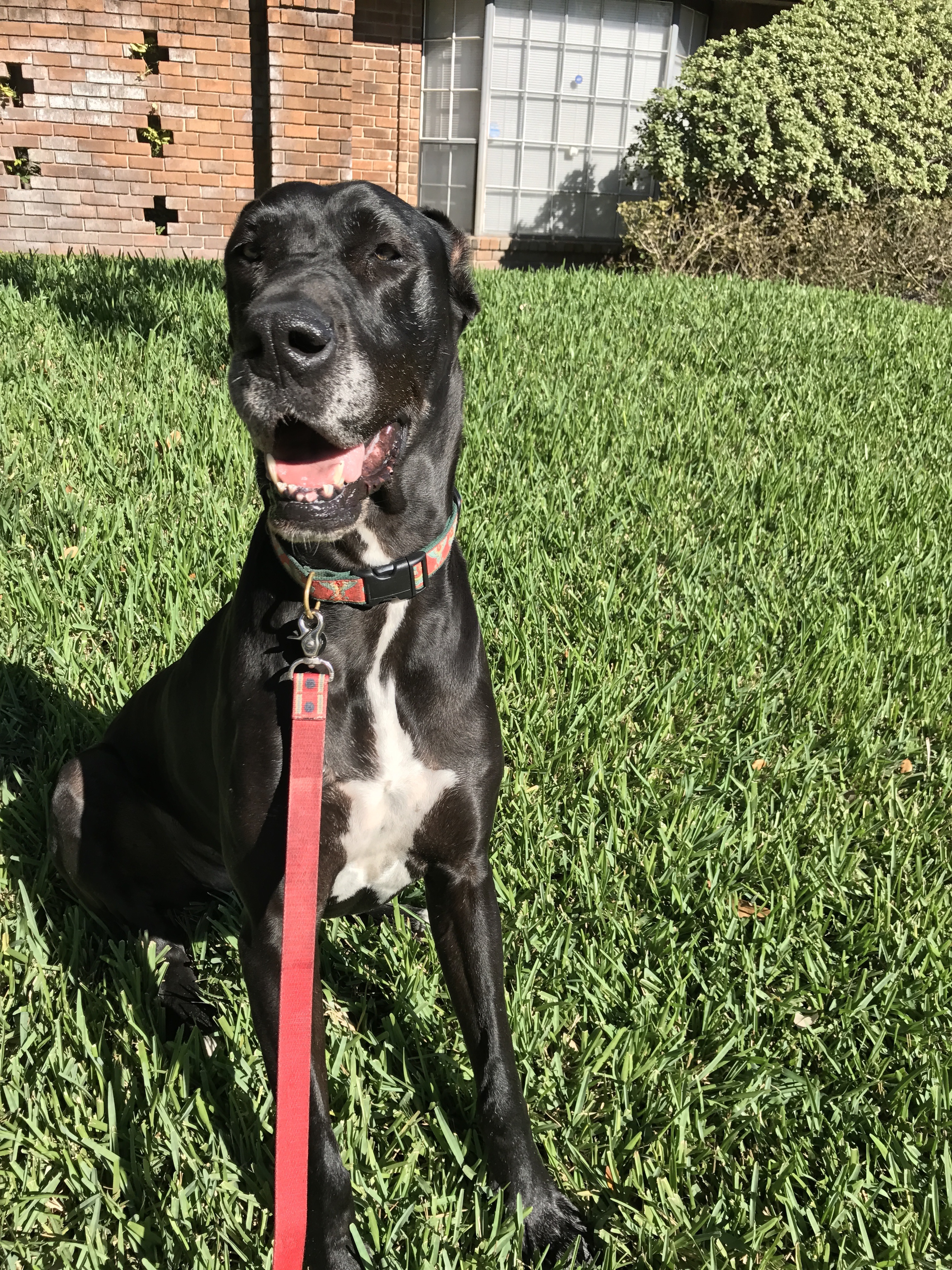 my great dane